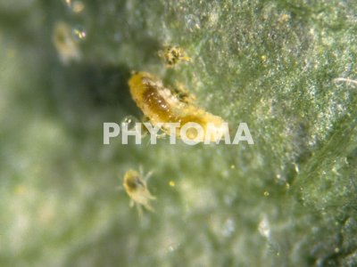 Feltiella acarisuga